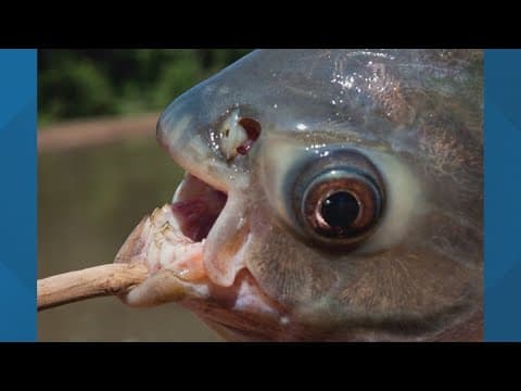 Invasive fish species with teeth found in Texas lake