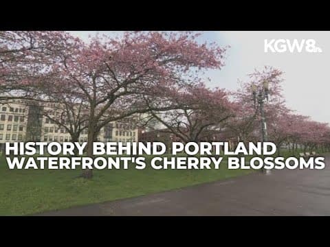 Why Portland's Waterfront has so many cherry blossom trees?