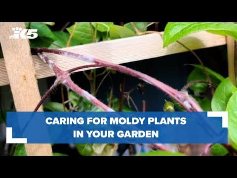 Ciscoe Morris answers viewer questions about caring for moldy plants