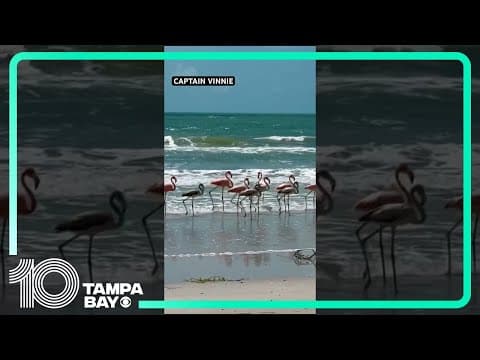 Flamingos spotted on Treasure Island Beach in #Florida after Hurricane #Idalia