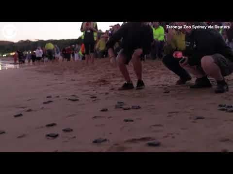 Endangered baby loggerhead turtles released back into wild