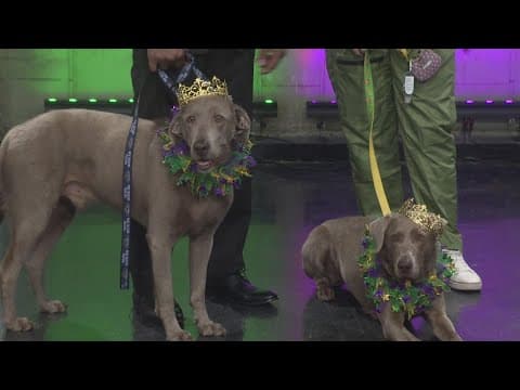 Mystic Krewe of Barkus