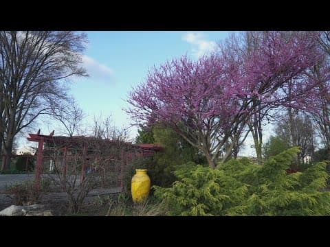 70 years of beauty and traditions: Dogwood Arts brings the community together