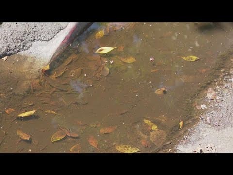 Neighbors in North Park frustrated by standing water with no drainage