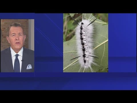 Clearwater parks officials warn visitors to stay away from fuzzy caterpillars