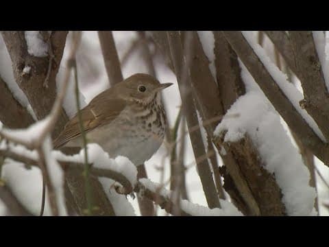 Climate change could alter bird habitats, experts say