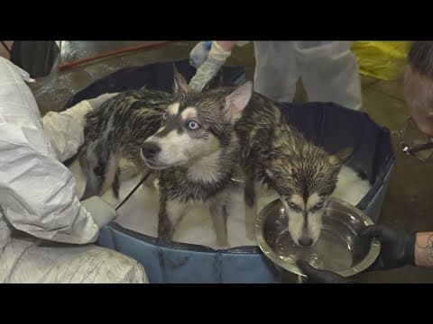 San Diego Humane Society decontaminates pets covered in jet fuel after plane crash