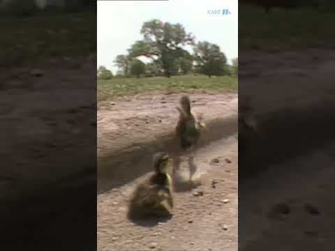 A little inspiration from the #KARE11 Archives, courtesy of baby ducks (watch til the end!). #shorts