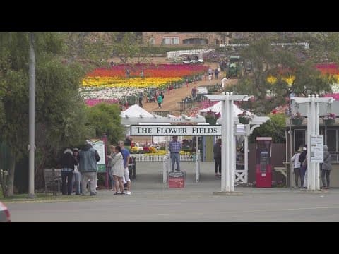 Flower fields in Oceanside in full-bloom