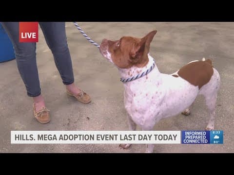 Tails of Hope: How seven shelters rewrote the future for 231 dogs in one weekend