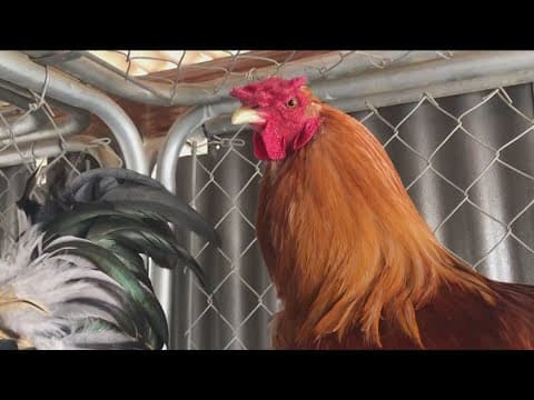 San Diego see spike in backyard roosters
