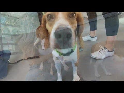 43 rescued beagles will be up for adoption at Helen Woodward Wednesday