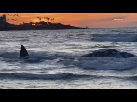 Young gray whale washes up on La Jolla Shores