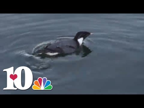 'Ancient' animal found in East Tennessee