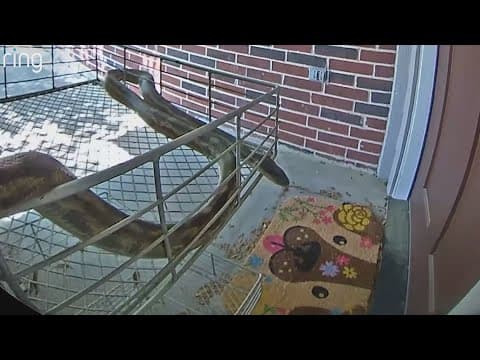 Snake puts on a show for a Texas homeowner's Ring doorbell camera