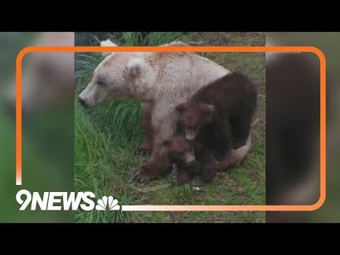 Fat Bear Week 2024 winner is 'Grazer'