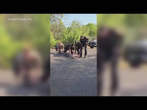 Sherriff's deputies wrestled and arrested a gator