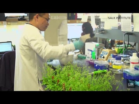 Researchers at the Salk Institute explore enhanced photosynthesis to boost crop resilience