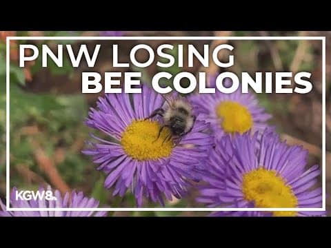 Honeybees in danger with climate change, Pacific Northwest-focused study warns