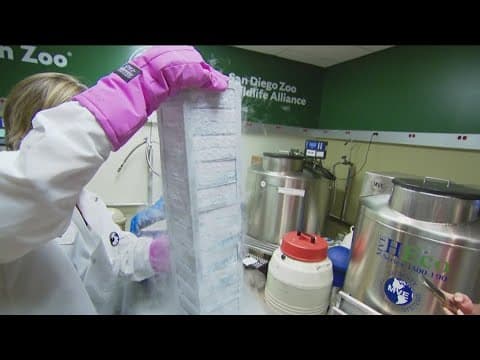 From extinction to existence: How frozen cells are reviving endangered species