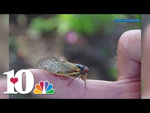 Cicadas beginning to emerge across East Tennessee