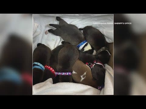 8 abandoned puppies rescued in Natalbany, Tangipahoa Parish Sheriff's Office says