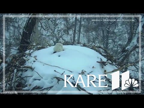 WATCH: Eagle emerges from snow-covered nest after storm