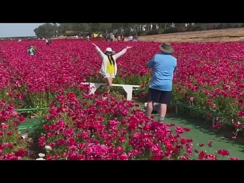 Carlsbad Flower Fields spring into action March 1