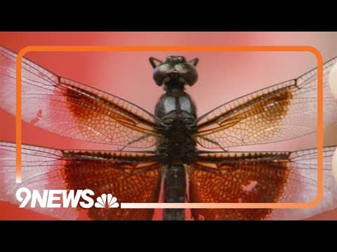 Dragonflies threatened by changing climate