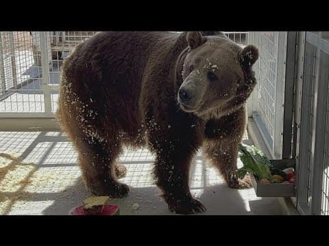 Lions Tigers & Bears sanctuary welcomes its newest resident-a 700 pound grizzly bear