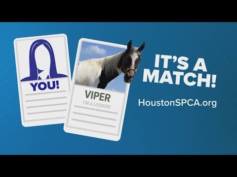 Pawfect Match: Want to adopt a horse?