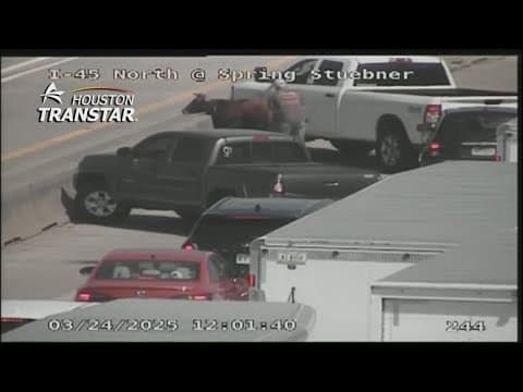 Young bull running loose on North Freeway bringing traffic to a halt