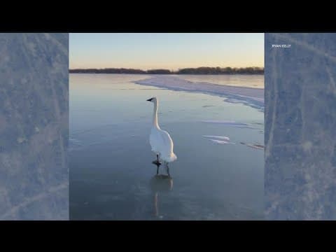 Swan rescued on Lake Ripley