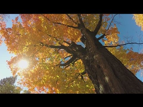 WeatherMinds: Leaf color changes in fall