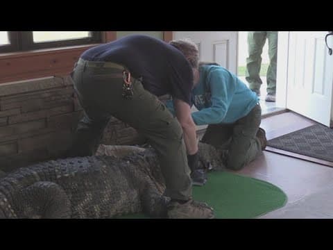 11-foot alligator seized from New York home