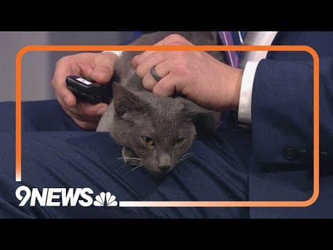 Love to snuggle? Sweet Stark could be your future cuddle buddy!