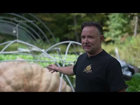 How do giant pumpkins grow so big?