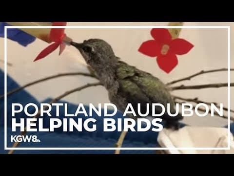 Portland Audubon’s ‘Wild Arts Festival’ aids in its mission of saving wildlife