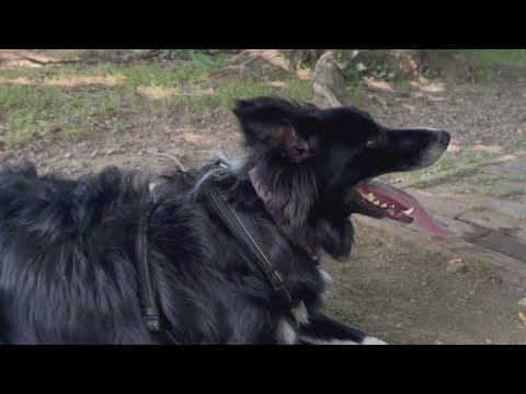 Keeping your pets safe and cool in extremely hot temperatures