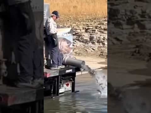 Thousands of fish pumped into water for Colorado anglers
