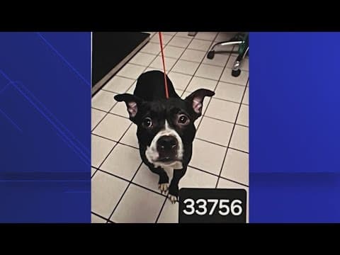 Dexter's Law, named in honor of dog found decapitated, moves to Florida House floor