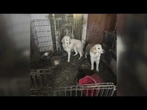21 pets, including 18 golden retrievers, removed from New Albany home