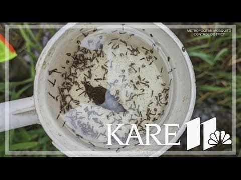 Twin Cities sees 'excessive' amounts of mosquitos after recent rain events