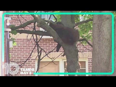 Bear wanders into downtown area in Connecticut