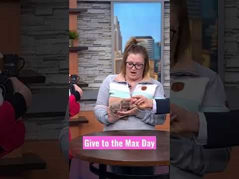 Give to the Max Day with Secondhand Hounds on KARE 11 Sunrise 🌅 #kare11 #shorts