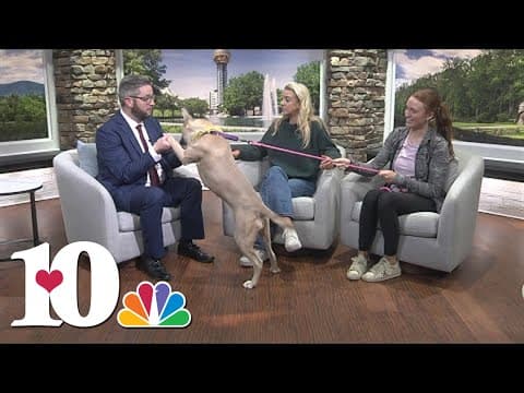 Meet the Pet of the Week: Lollipop