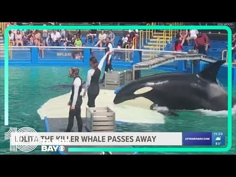 Lolita the orca dies at Miami Seaquarium after half-century in captivity
