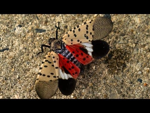 An invasive insect's eggs were spotted in California. It could devastate the state's wineries