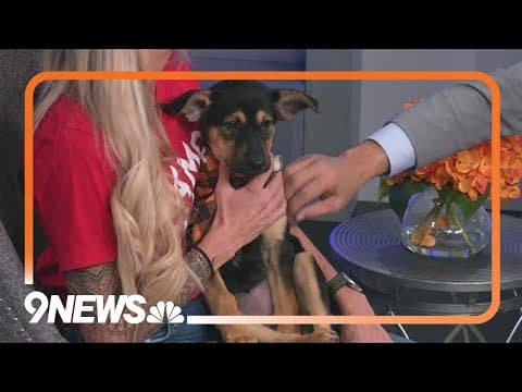 Petline9: This sweet, chill puppy just wants to cuddle