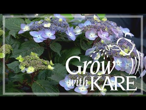 Transform your garden: Change hydrangea colors with pH tips